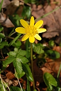 David Plant Photography - Wildlife Photographer - Lesser celindine - B