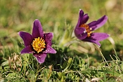 David Plant Photography - Wildlife Photographer - Pasque flower - F