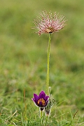 David Plant Photography - Wildlife Photographer - Pasque flower and seeds - G