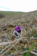 David Plant Photography - Wildlife Photographer - Pasqueflower - A