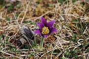 David Plant Photography - Wildlife Photographer - Pasqueflower close-up - A