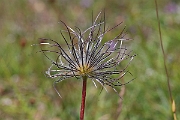 David Plant Photography - Wildlife Photographer - Pasqueflower seeds - C