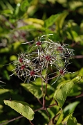 David Plant Photography - Wildlife Photographer - Wild clematis fruit - A