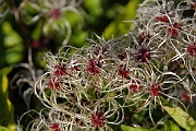 David Plant Photography - Wildlife Photographer - Wild clematis fruit - B