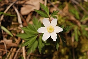 David Plant Photography - Wildlife Photographer - Wood anenome - B