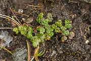 David Plant Photography - Wildlife Photography - Alpine meadow-rue - A