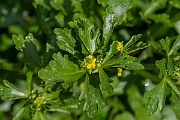David Plant Photography - Wildlife Photography - Celery-leaved buttercup - A