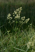 David Plant Photography - Wildlife Photography - Common meadow-rue - A