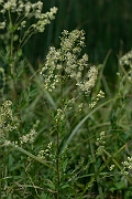 David Plant Photography - Wildlife Photography - Common meadow-rue - B