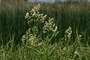 David Plant Photography - Wildlife Photography - Common meadow-rue - C