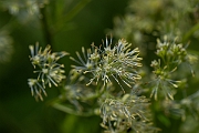 David Plant Photography - Wildlife Photography - Common meadow-rue - D