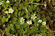 David Plant Photography - Wildlife Photography - Common water crowfoot - A