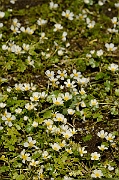 David Plant Photography - Wildlife Photography - Common water crowfoot - B