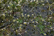David Plant Photography - Wildlife Photography - Common water crowfoot - C