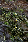 David Plant Photography - Wildlife Photography - Common water crowfoot - E