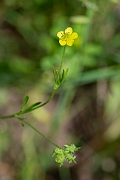 David Plant Photography - Wildlife Photography - Corn buttercup - B