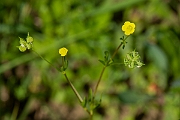 David Plant Photography - Wildlife Photography - Corn buttercup - E
