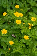 David Plant Photography - Wildlife Photography - Creeping buttercup - B