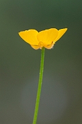 David Plant Photography - Wildlife Photography - Creeping buttercup - C