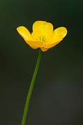 David Plant Photography - Wildlife Photography - Creeping buttercup - D
