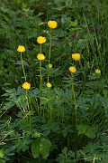 David Plant Photography - Wildlife Photography - Globeflower - D