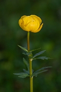 David Plant Photography - Wildlife Photography - Globeflower - E