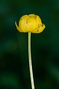 David Plant Photography - Wildlife Photography - Globeflower - F