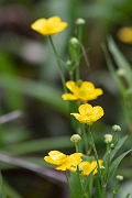 David Plant Photography - Wildlife Photography - Greater spearwort - B