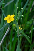 David Plant Photography - Wildlife Photography - Greater spearwort - C