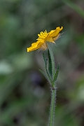 David Plant Photography - Wildlife Photography - Hairy buttercup - A