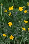 David Plant Photography - Wildlife Photography - Hairy buttercup - B