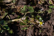 David Plant Photography - Wildlife Photography - Ivy-leaved watercrowfoot - B