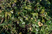 David Plant Photography - Wildlife Photography - Ivy-leaved watercrowfoot - C