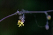 David Plant Photography - Wildlife Photography - Lesser meadow-rue - A