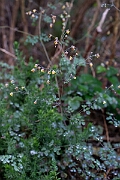 David Plant Photography - Wildlife Photography - Lesser meadow-rue - F