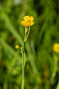 David Plant Photography - Wildlife Photography - Lesser spearwort - A