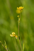David Plant Photography - Wildlife Photography - Lesser spearwort - B