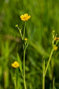 David Plant Photography - Wildlife Photography - Lesser spearwort - C
