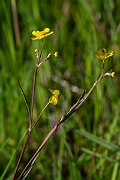 David Plant Photography - Wildlife Photography - Lesser spearwort - D
