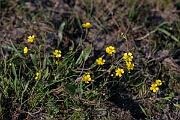 David Plant Photography - Wildlife Photography - Lesser spearwort - G