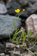 David Plant Photography - Wildlife Photography - Lesser spearwort - I