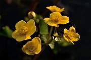 David Plant Photography - Wildlife Photography - Marsh marigold - B