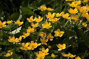 David Plant Photography - Wildlife Photography - Marsh marigold - D