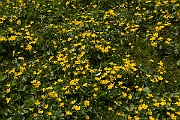David Plant Photography - Wildlife Photography - Marsh marigold - E
