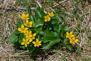 David Plant Photography - Wildlife Photography - Marsh marigold - F