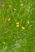 David Plant Photography - Wildlife Photography - Meadow buttercup - C