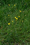 David Plant Photography - Wildlife Photography - Meadow buttercup - D