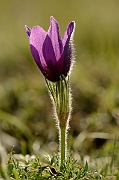 David Plant Photography - Wildlife Photography - Pasque flower - I