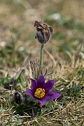 David Plant Photography - Wildlife Photography - Pasque flower - L