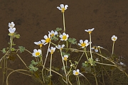 David Plant Photography - Wildlife Photography - Pond water crowfoot - B